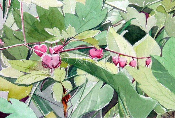 Bleeding Heart