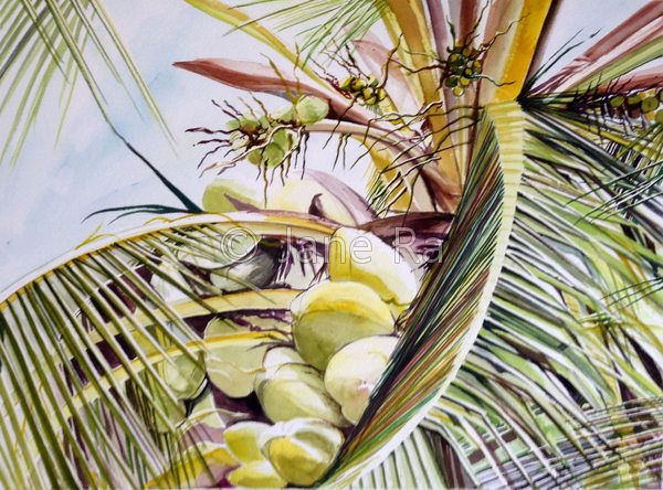 Coconut Tree