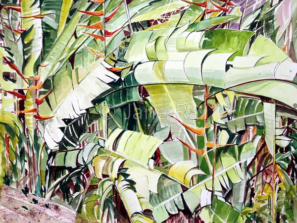 Heliconia