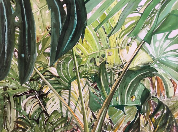 Monstera
