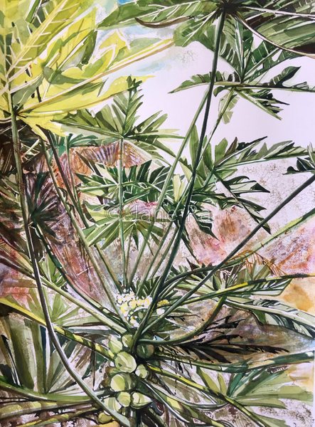 Papaya