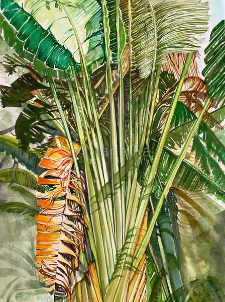 Travelers Palm II